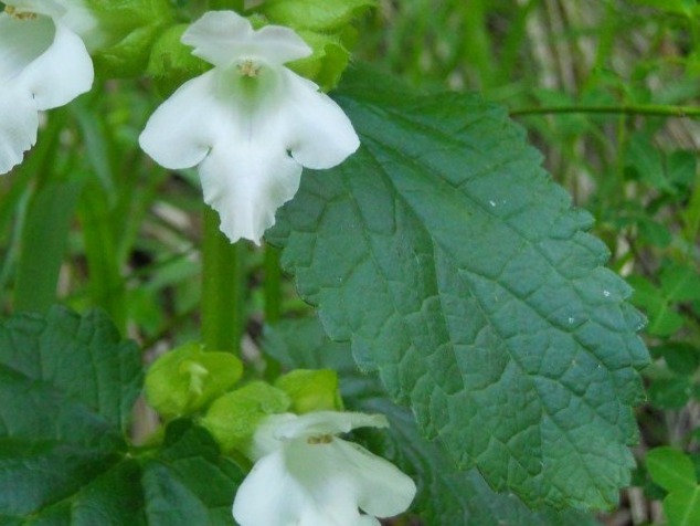 Pianta del bosco - Melittis melissophyllum